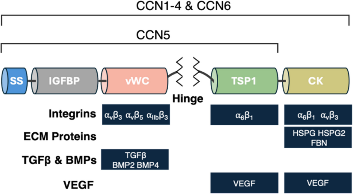 CCN Proteins as Matricellular Regulators of Bone in Aging and Disease
