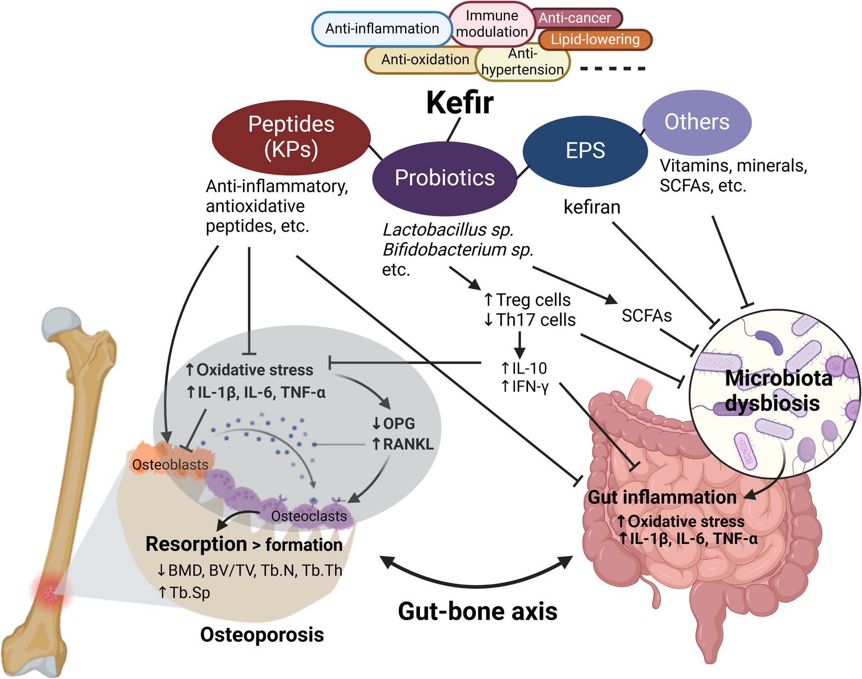 Potential of Kefir-Derived Peptides, Probiotics, and Exopolysaccharides for Osteoporosis Management