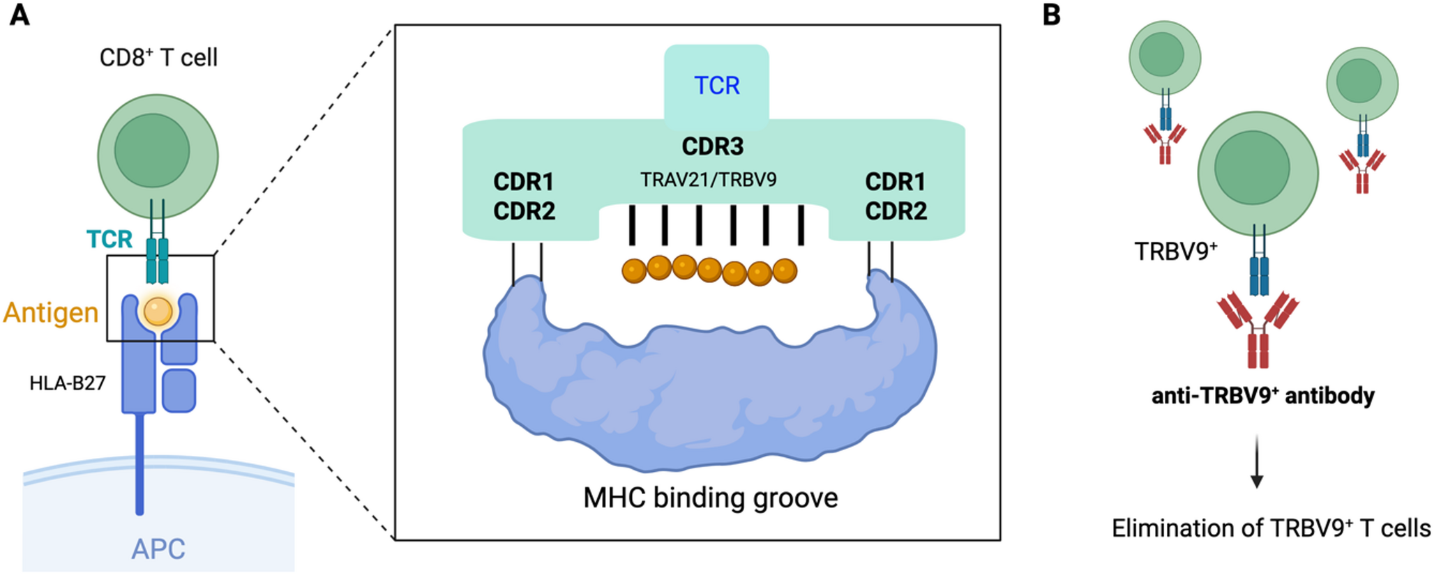 Recent Advances in the Immunopathology of Axial Spondyloarthritis: with and without HLA-B27