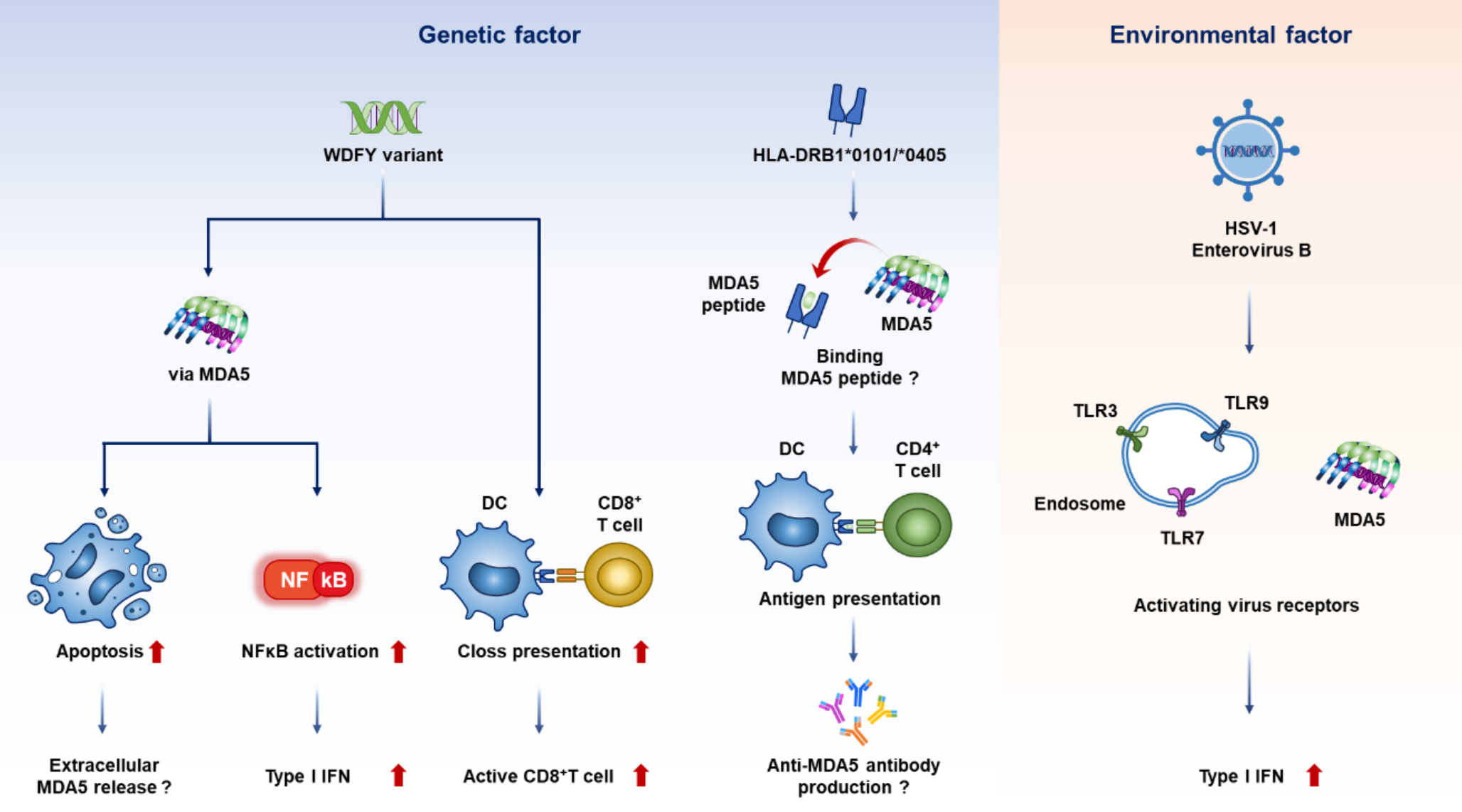 Anti- Melanoma Differentiation-Associated Gene 5 Antibody Positive Dermatomyositis: Recent Progress in Pathophysiology and Treatment