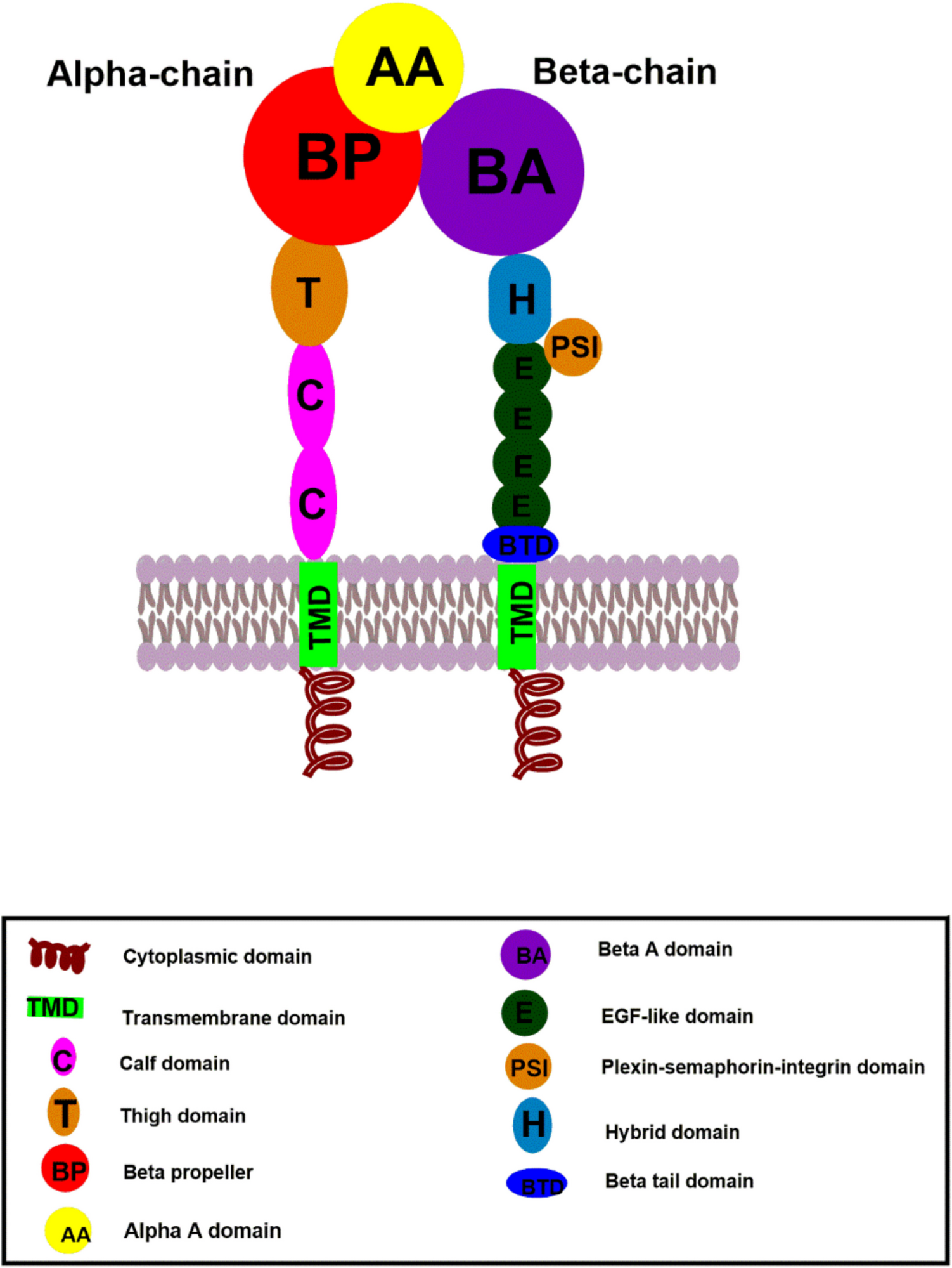 Statins and adhesion molecules: a review of a novel pleiotropic property of statins