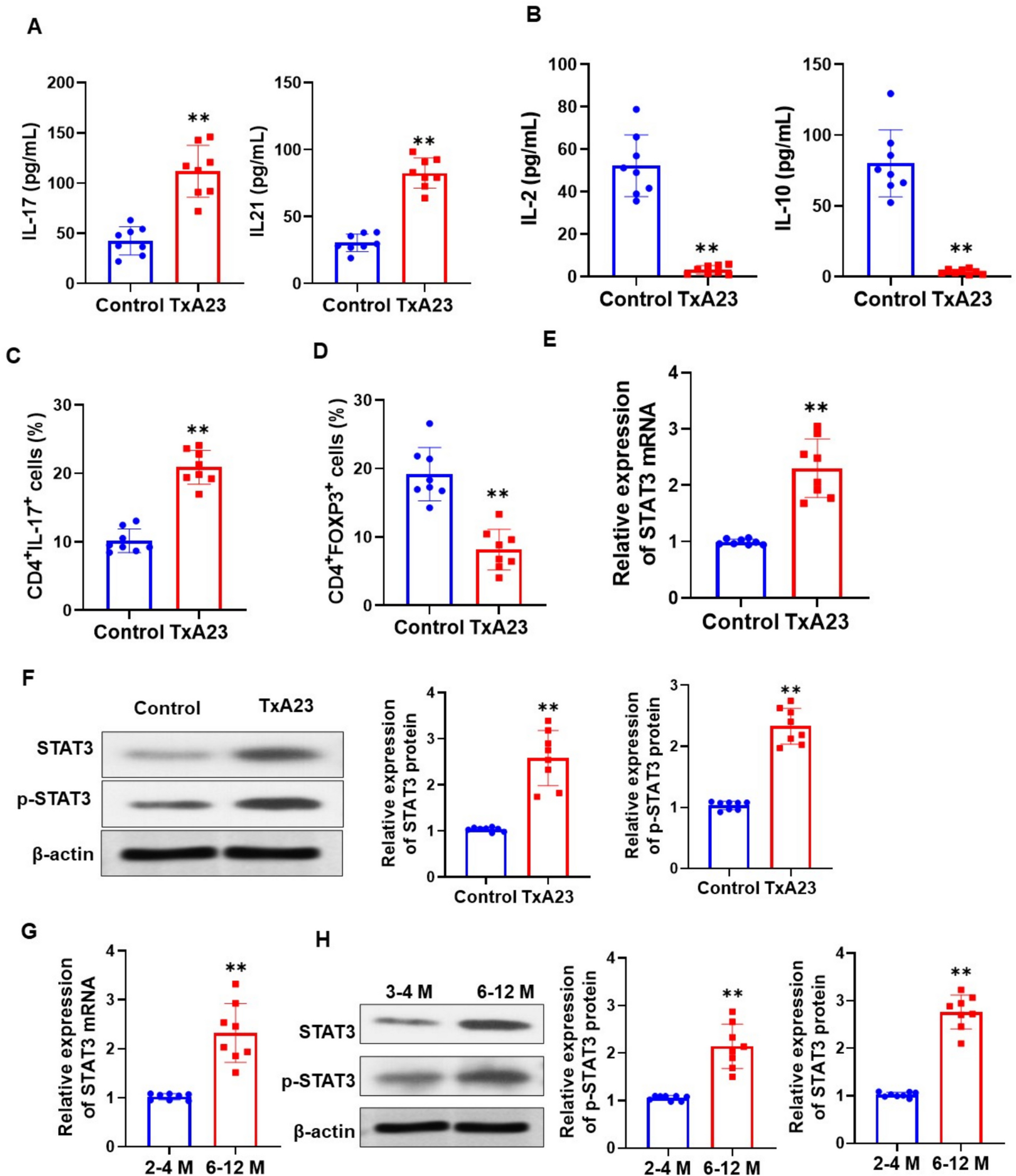STAT3 inhibition mitigates experimental autoimmune gastritis by restoring Th17/Treg immune balance