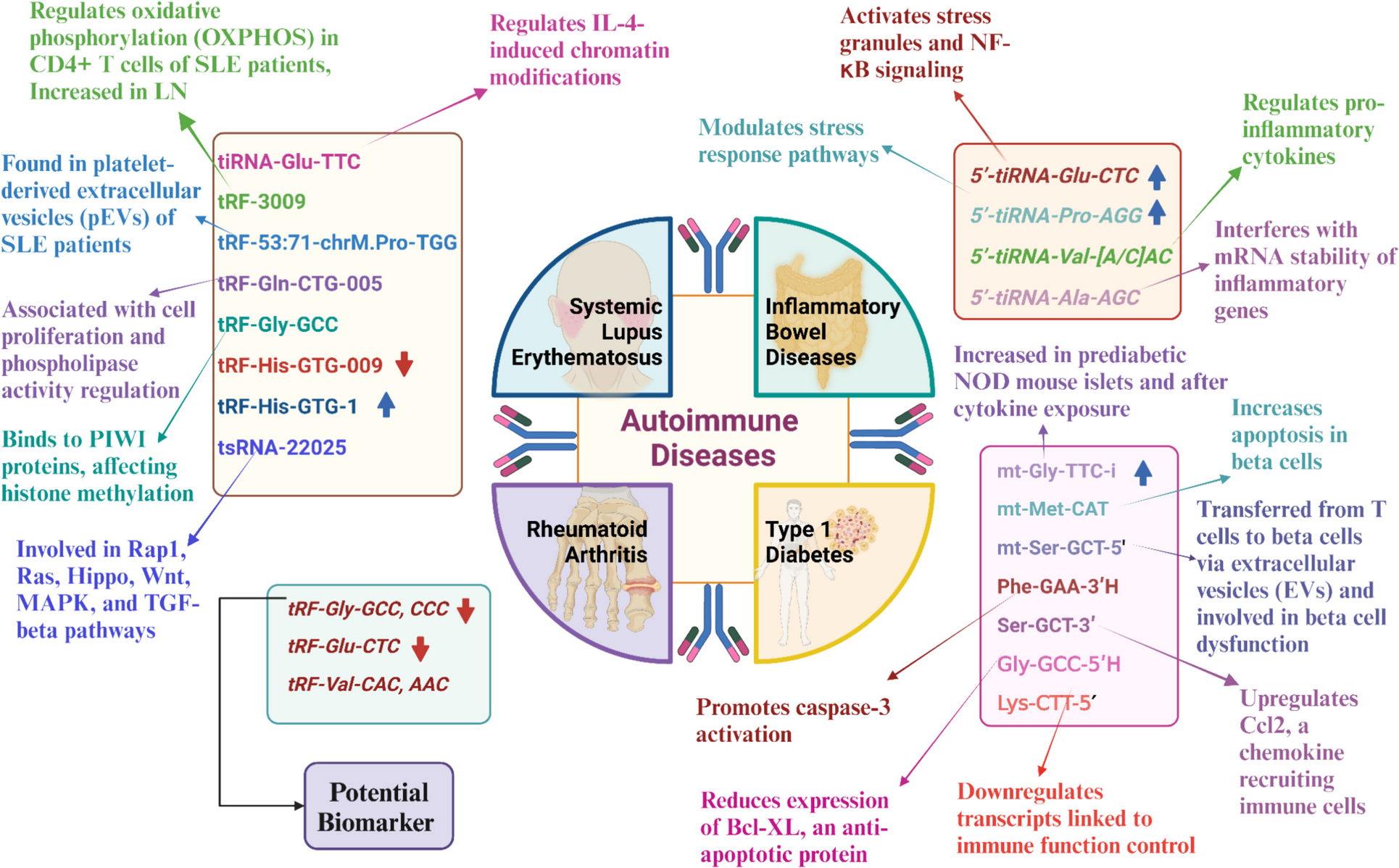 tRNA-derived fragments: biomarkers and therapeutic targets in autoimmune diseases