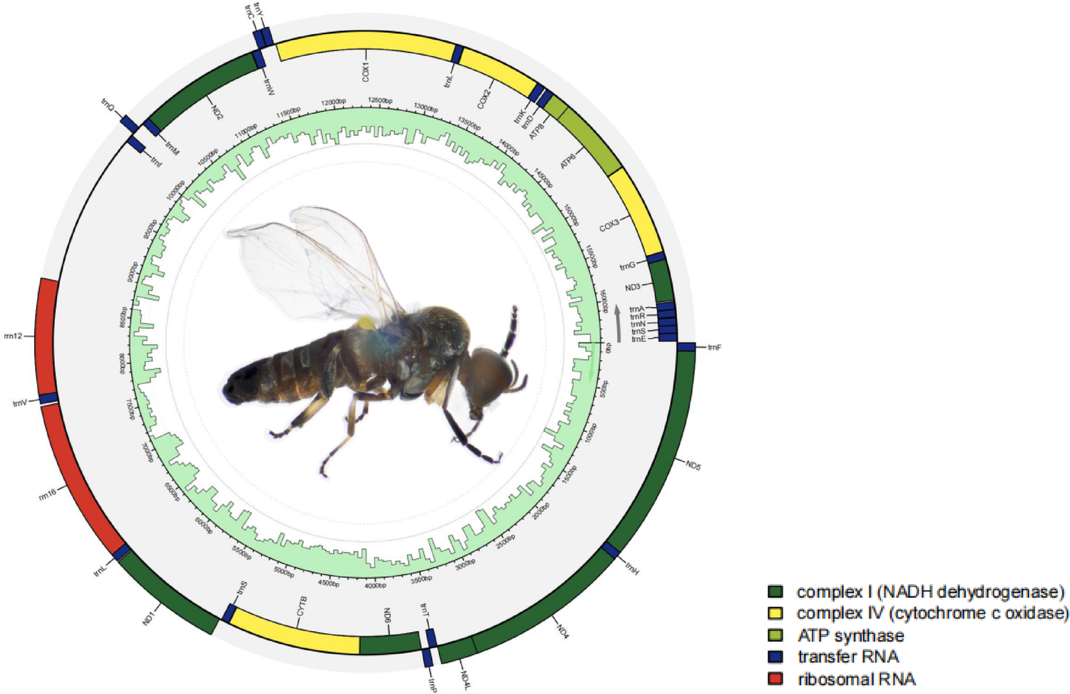 Characterization of five complete mitochondrial genomes of the genus  (Diptera: Simuliidae) and their phylogenetic implications