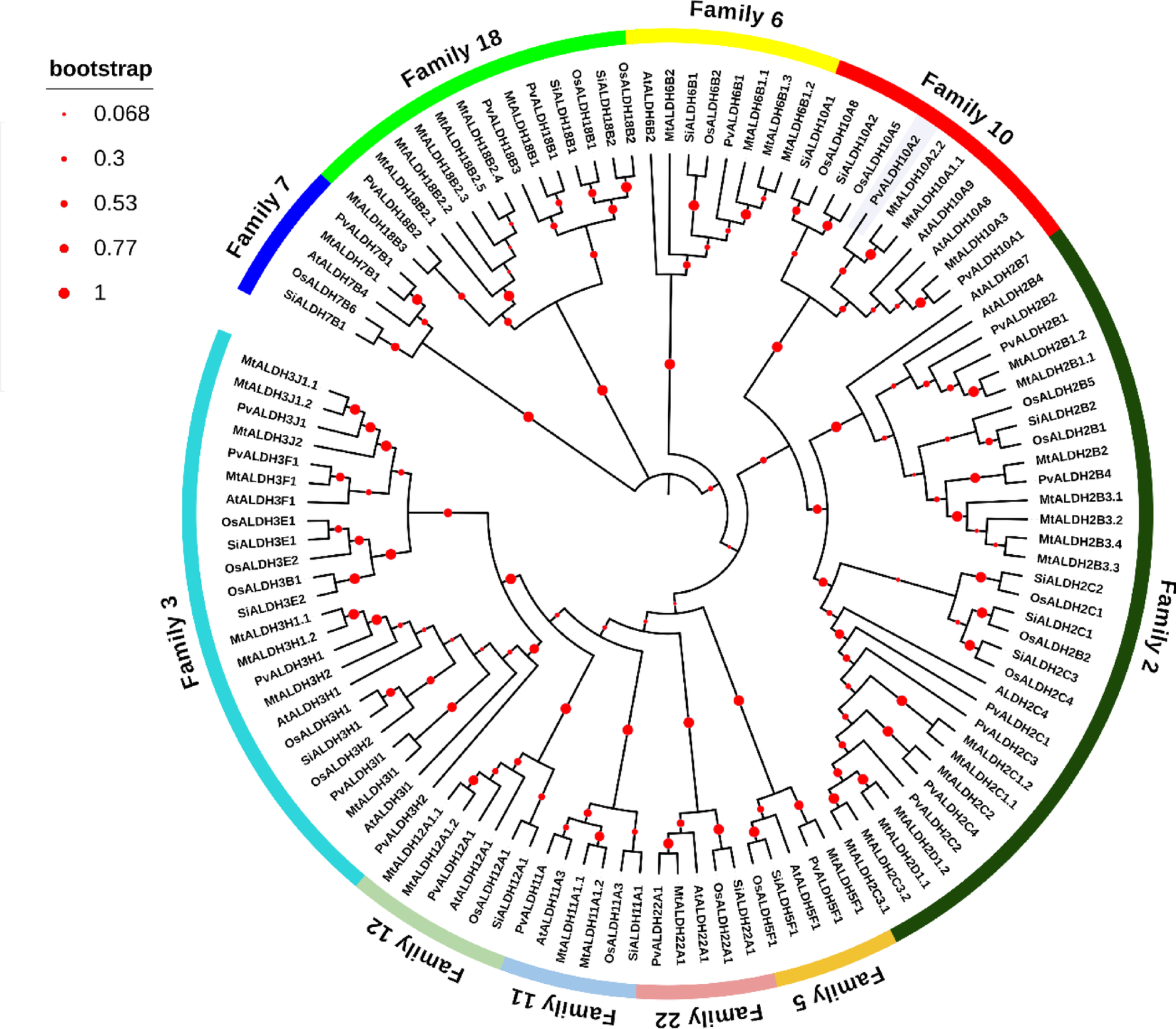 Identification, characterization, and evolutionary analysis of aldehyde dehydrogenase (ALDH) genes superfamily in  L