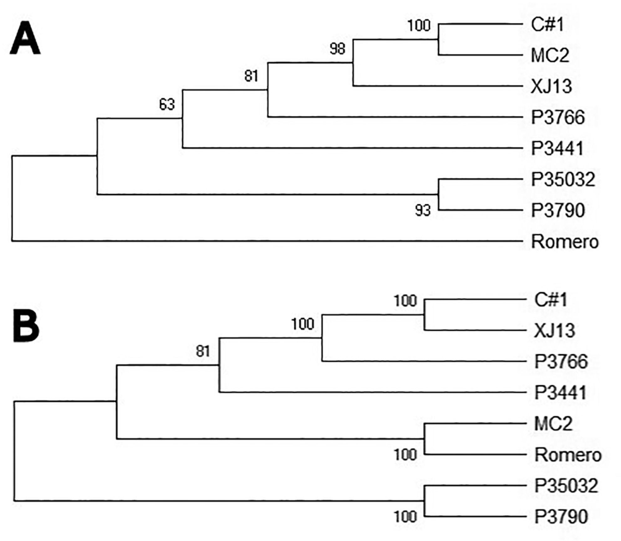 Comparative genetic analysis of pathogenic and attenuated strains of Junín virus