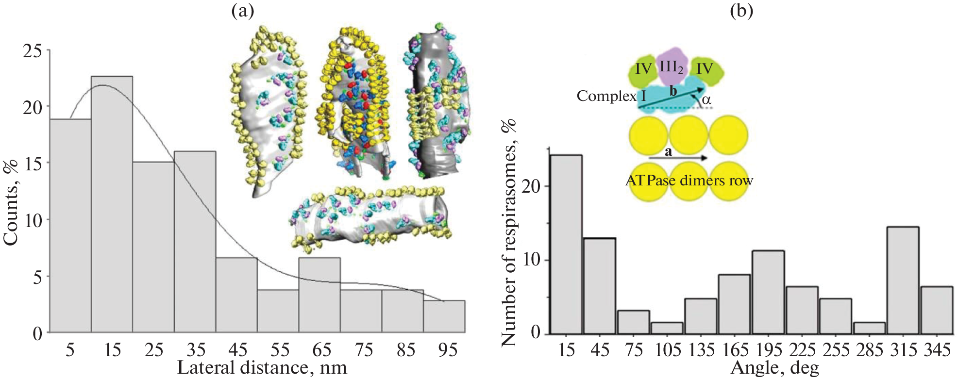 Membrane Curvature Controls the Efficiency of Oxidative Phosphorylation System