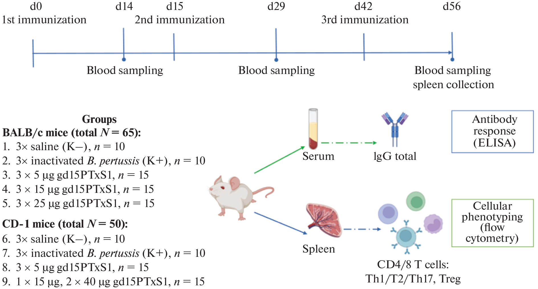 Humoral and Cellular Immune Response to the Genetically Detoxified S1 Subunit of Pertussis Toxin in Mice