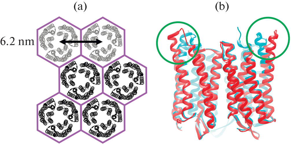 Testing SAXS Applicability for Detection of Illumination-Driven Structural Changes in the Purple Membranes from