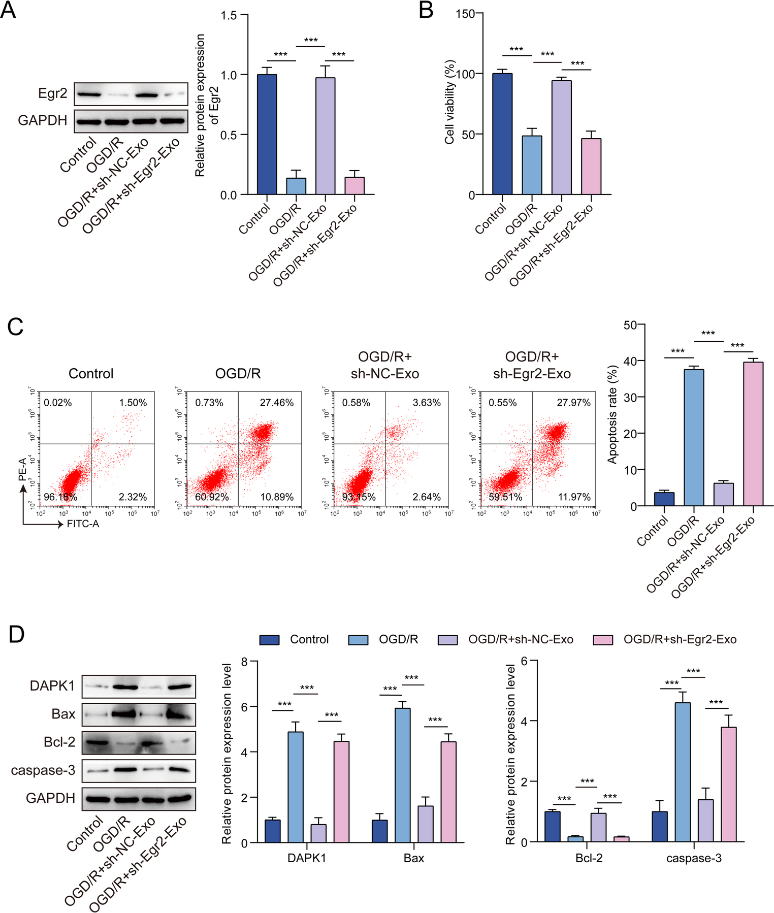 BMSCs-derived exosomal Egr2 inhibited OGD/R-induced neuronal cell injury through the RNF8/DAPK1 axis in ischemic stroke