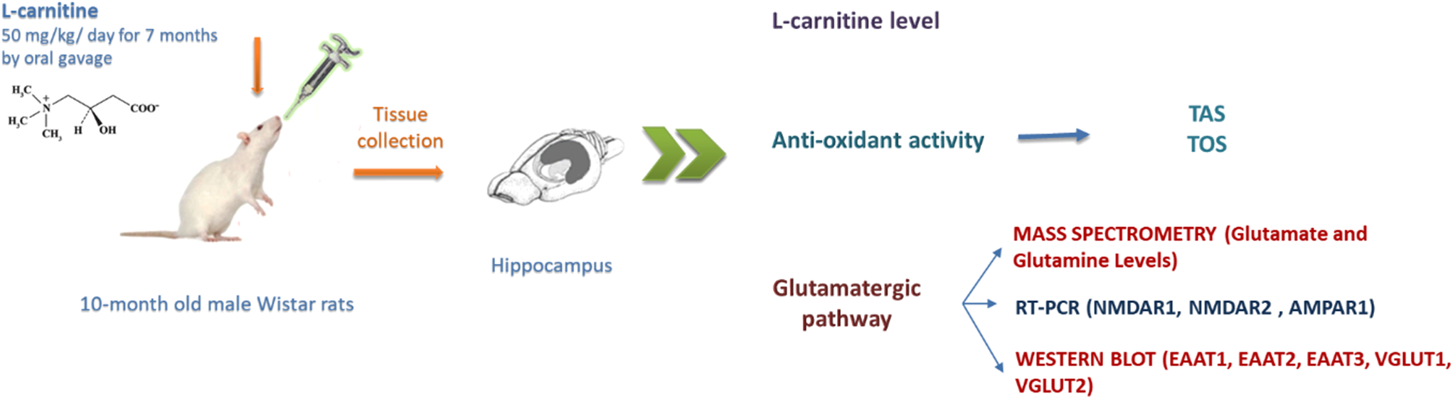 Effects of L-carnitine on aging-related learning changes and glutamate-mediated molecular mechanisms