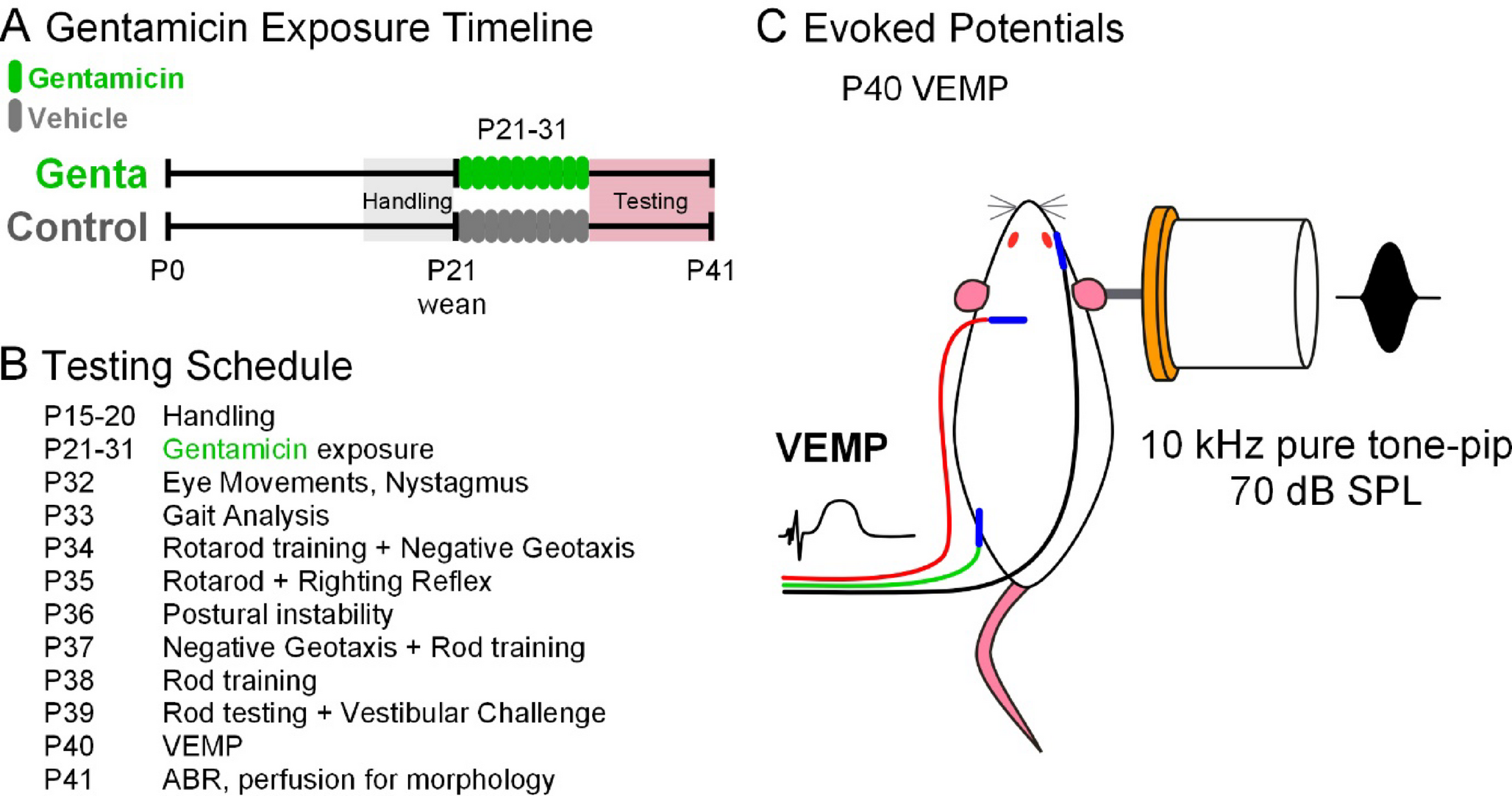 Impact of repeated intranasal gentamicin irrigation on structure and function of the vestibular brainstem