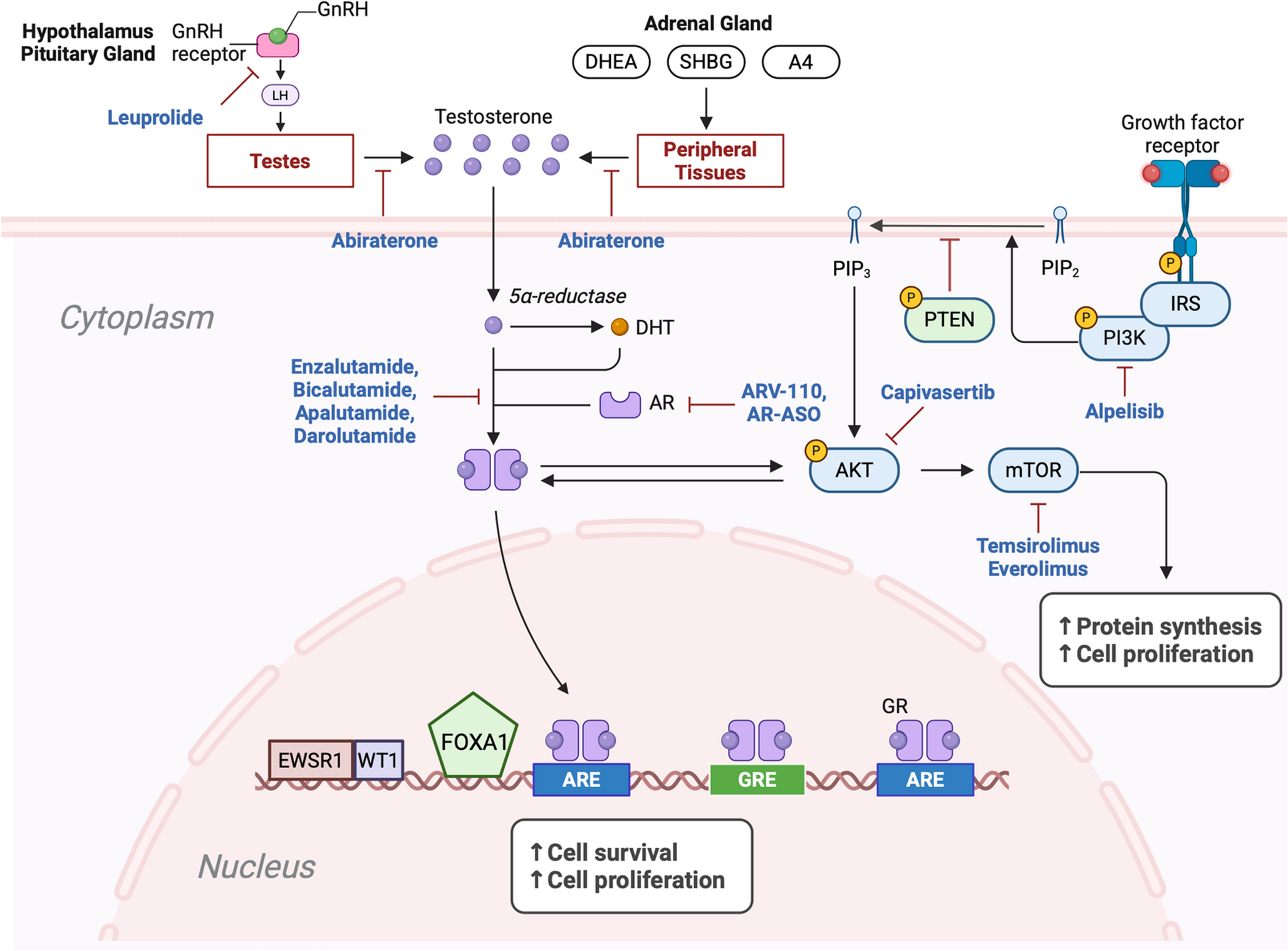 Desmoplastic Small Round Cell Tumors and the Role of Androgen Receptors