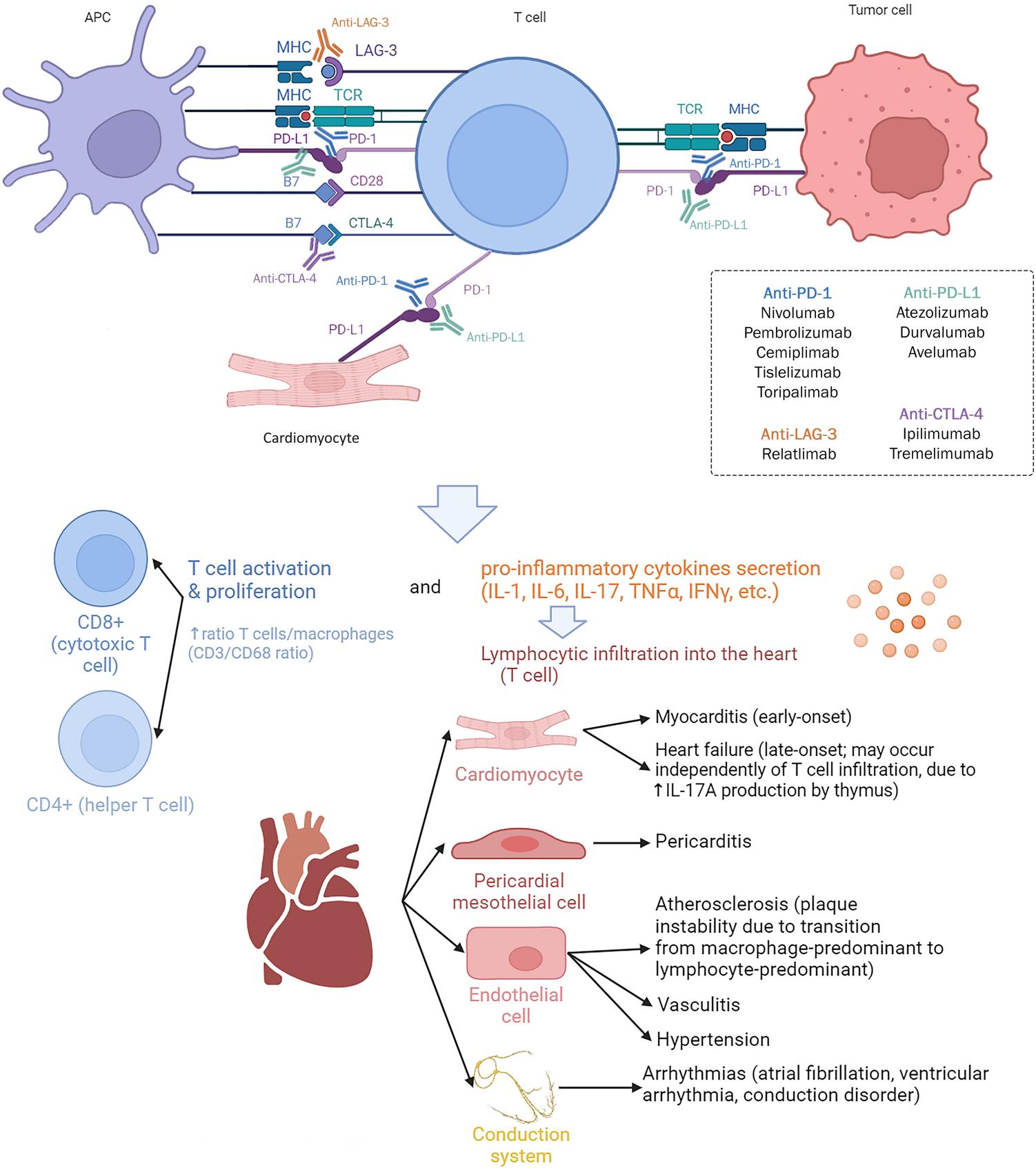 Unmasking the Rare but Lethal Cardiac Complications of Immune Checkpoint Inhibitor Therapy: A Review of Mechanisms, Risk Factors, and Management Strategies