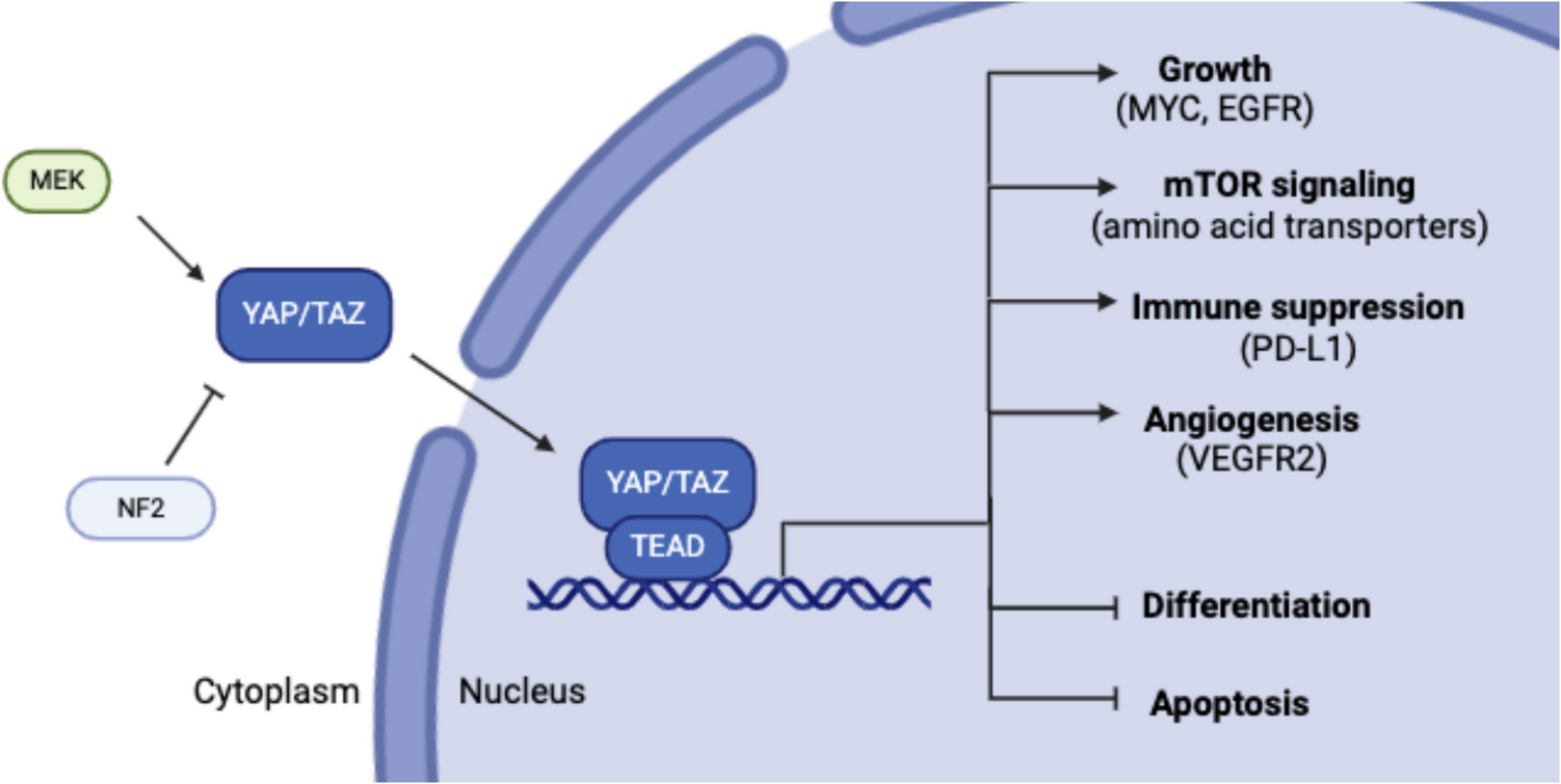 Epithelioid Hemangioendothelioma: Treatment Landscape and Innovations for an Ultra-Rare Sarcoma