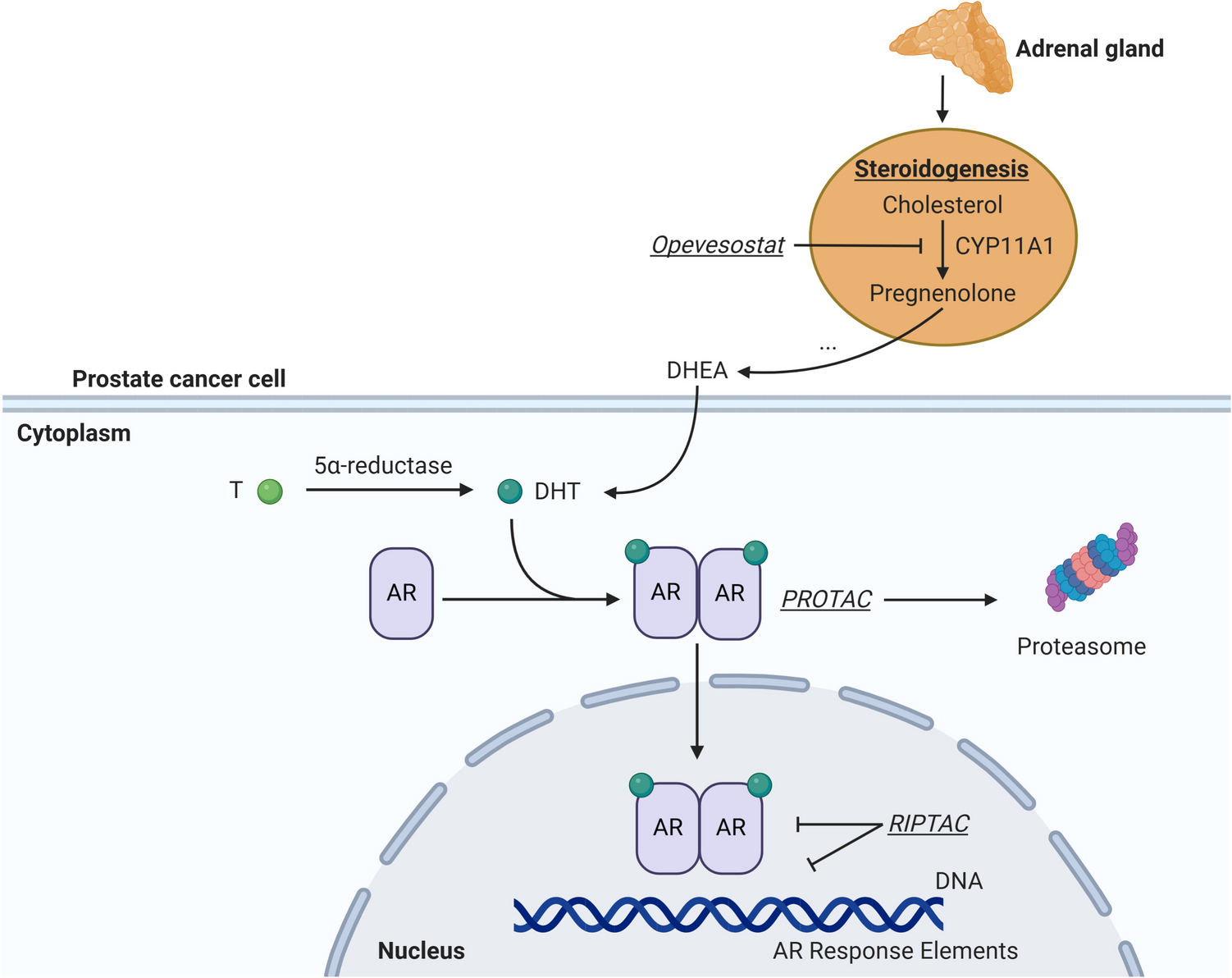 Advances in Targeted Therapy for Metastatic Prostate Cancer