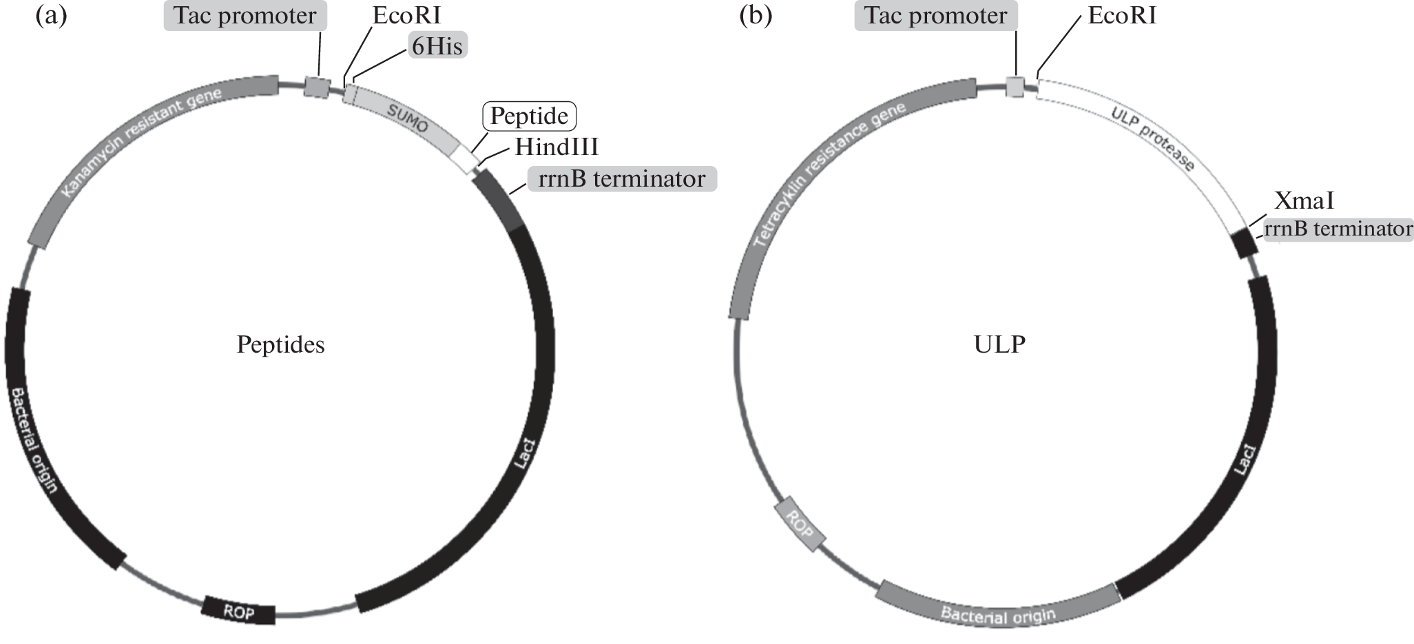Development of a Technology for Producing Therapeutic Peptides Weighting Less Than 5 kDa in a Bacterial Expression System