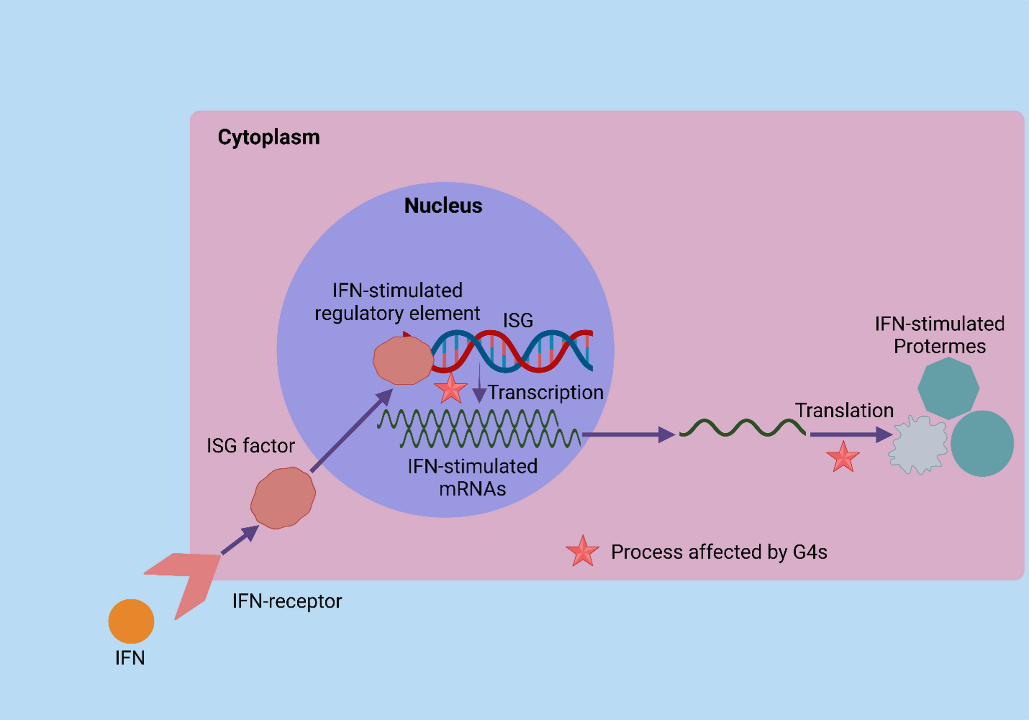 RNA G-quadruplexes: emerging regulators of gene expression and therapeutic targets