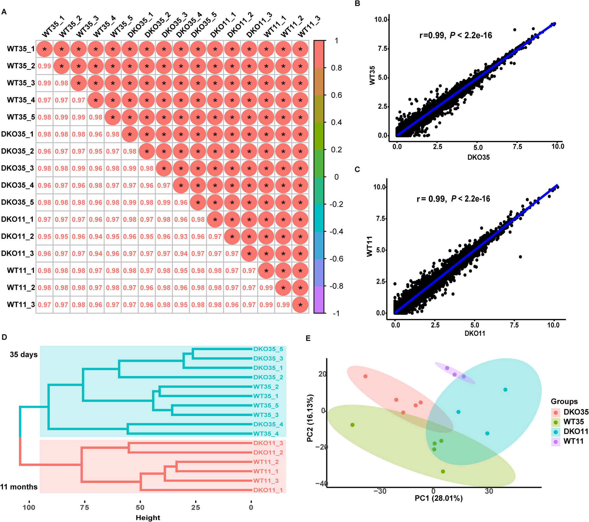 Transcriptome analysis reveals no obvious unintended effects in the spleen of CRISPR/Cas9-mediated  and  double-knockout pigs