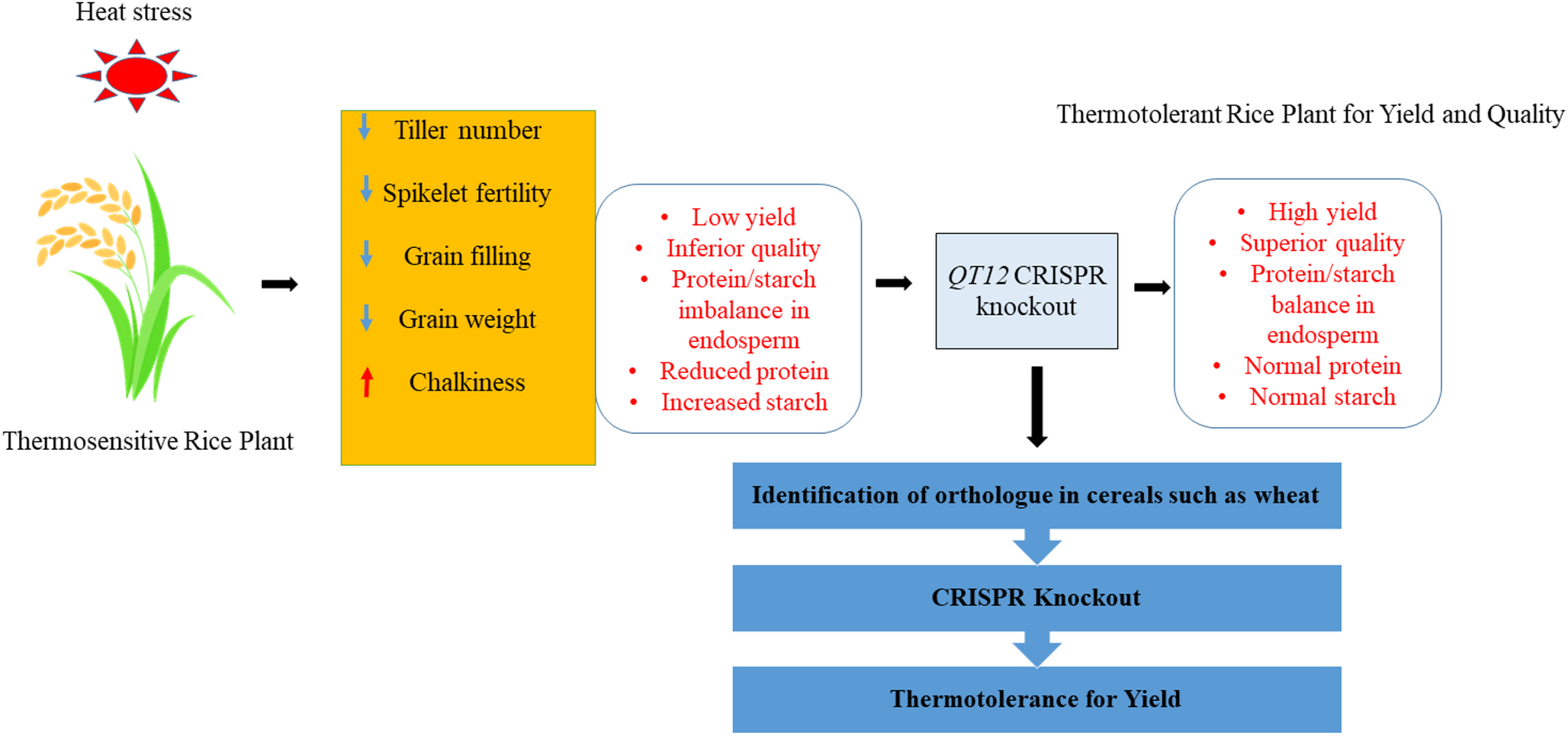 Thermotolerance for yield and quality in rice: a novel NF-Ys- gene system