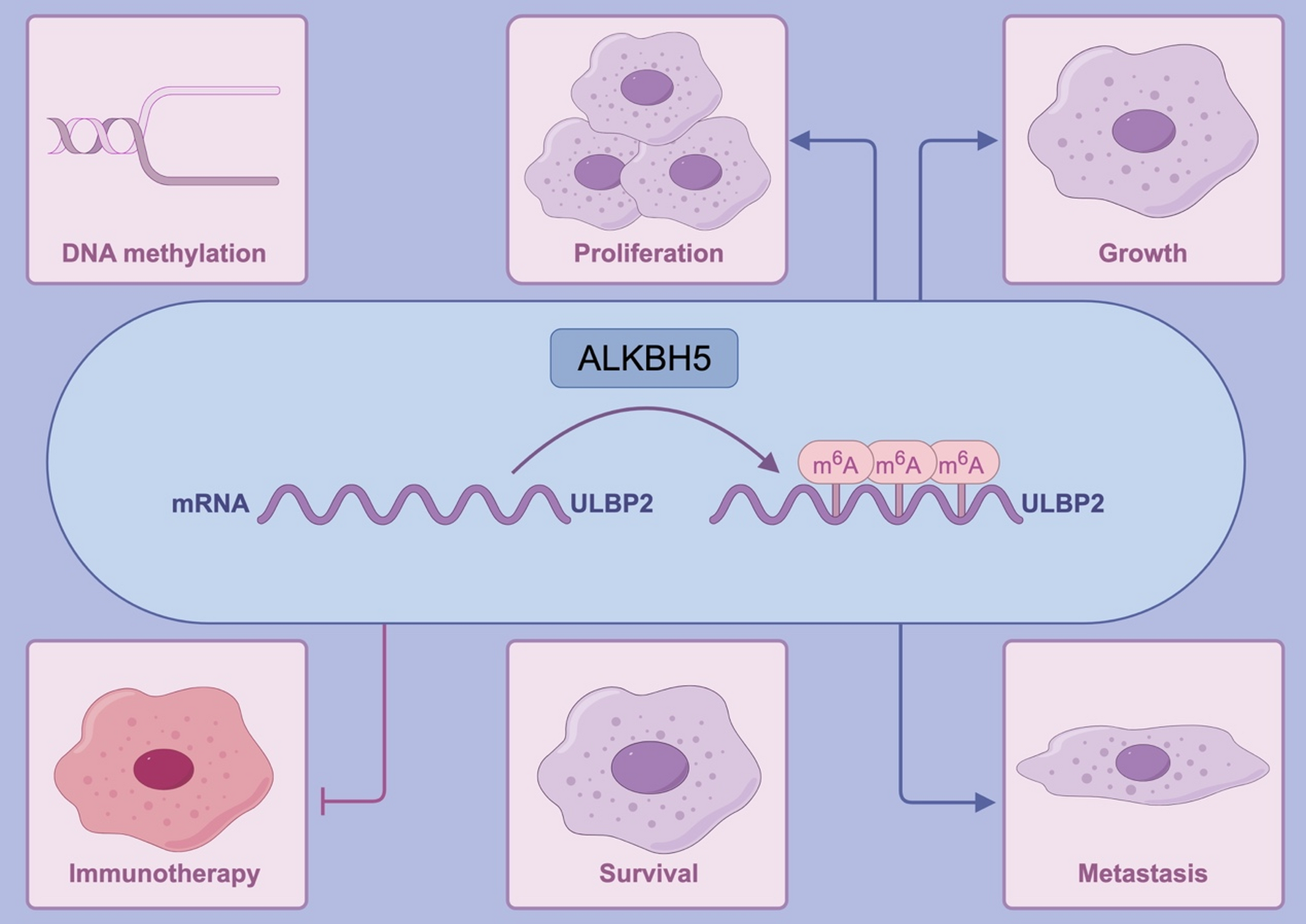 Integrated multi-omics analysis of UL16-binding protein 2 as a prognostic and immunotherapy biomarker for colorectal cancer