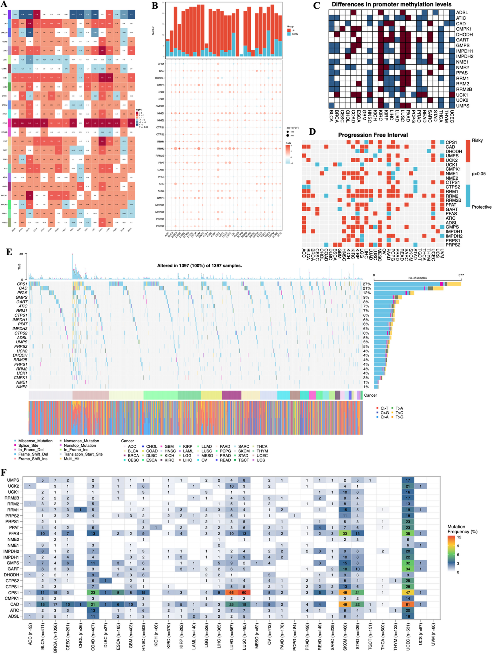 Comprehensive multi-omics analysis of nucleotide metabolism: elucidating the role and prognostic significance of UCK2 in bladder cancer