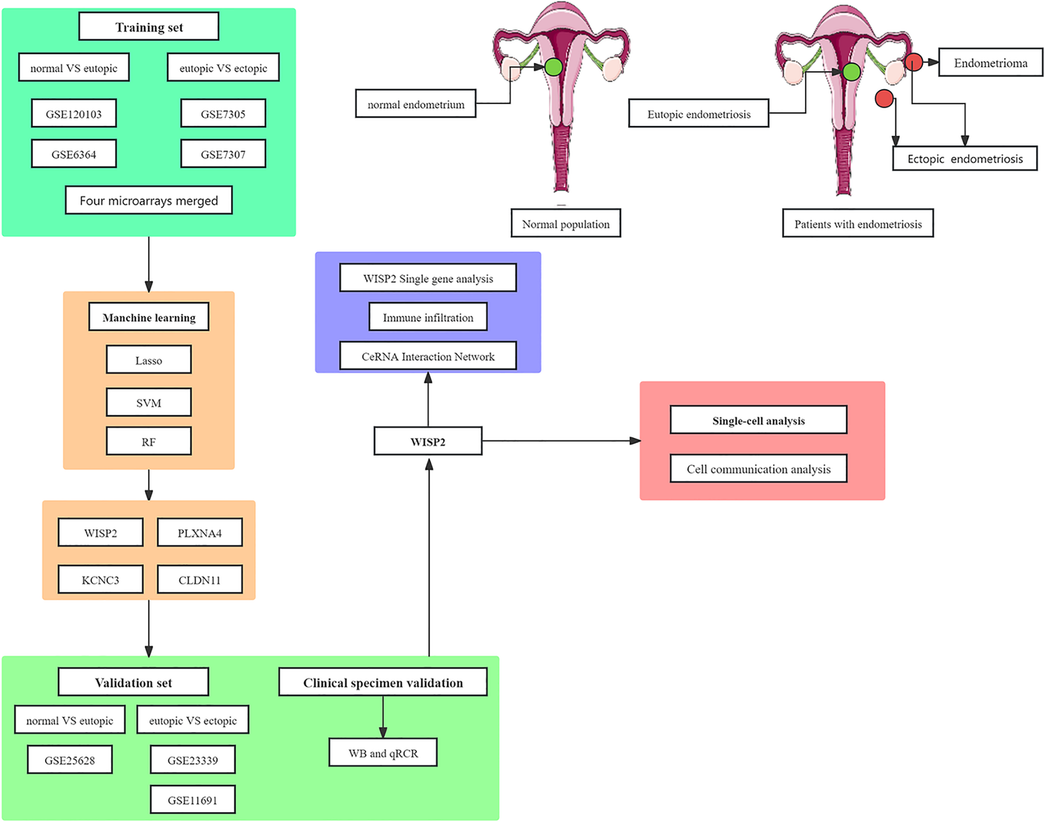 revealed as a potential diagnostic biomarker for endometriosis based on machine learning and single-cell transcriptomic analysis