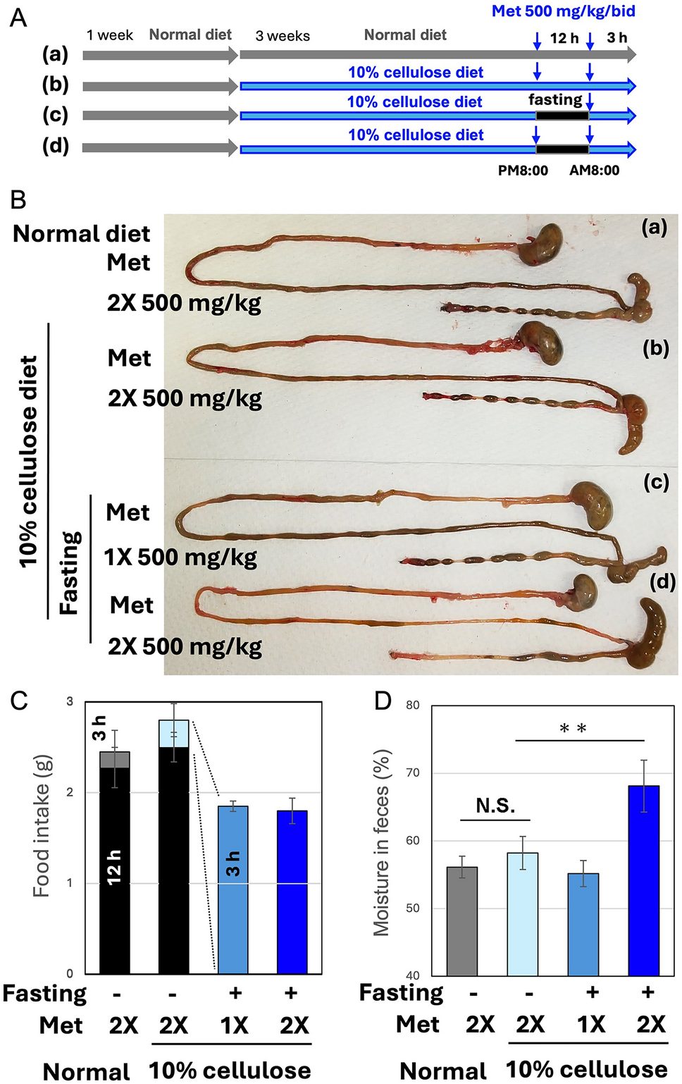Metformin induces diarrhea in mice under over-eating conditions