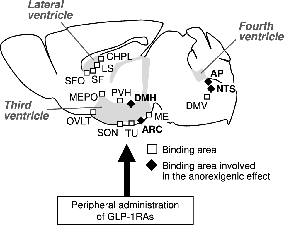 Comparing the anorexigenic effects and mechanisms of gut-derived GLP-1 and its receptor agonists: insights into incretin-based therapies for obesity