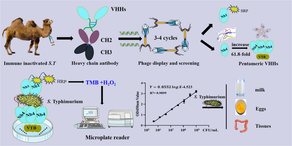 Pentameric nanobodies serve as a capture agent and RANbodies function as immunoprobes for the sensitive detection of   in immunoassays