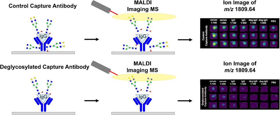 A mass spectrometry–based assay for mouse IgG N-glycan screening in biofluids