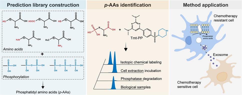 A pseudotargeted metabolomics method for phosphatidyl amino acid analysis in chemotherapy-resistant cells and exosomes