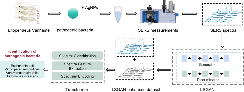Rapid identification of  pathogenic bacteria: a combined approach using surface-enhanced Raman spectroscopy (SERS) and deep learning