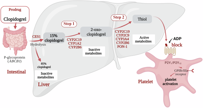 A narrative review of research advancements in pharmacogenetics of cardiovascular disease and impact on clinical implications