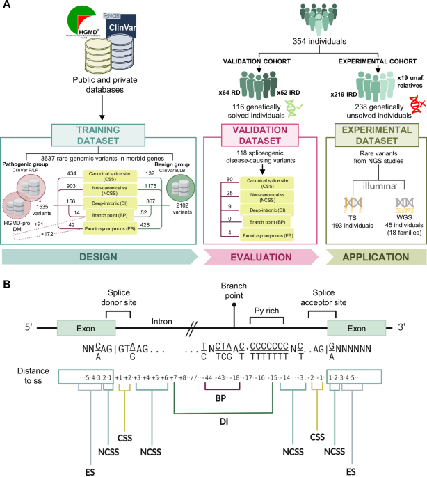 New genetic diagnoses for inherited retinal dystrophies by integrating splicing tools into NGS pipelines