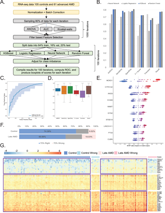 Integrating explainable machine learning and transcriptomics data reveals cell-type specific immune signatures underlying macular degeneration
