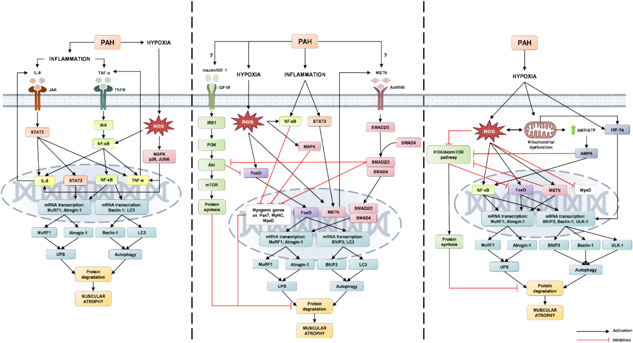Skeletal muscle atrophy in pulmonary arterial hypertension: potential mechanisms and effects of physical exercise