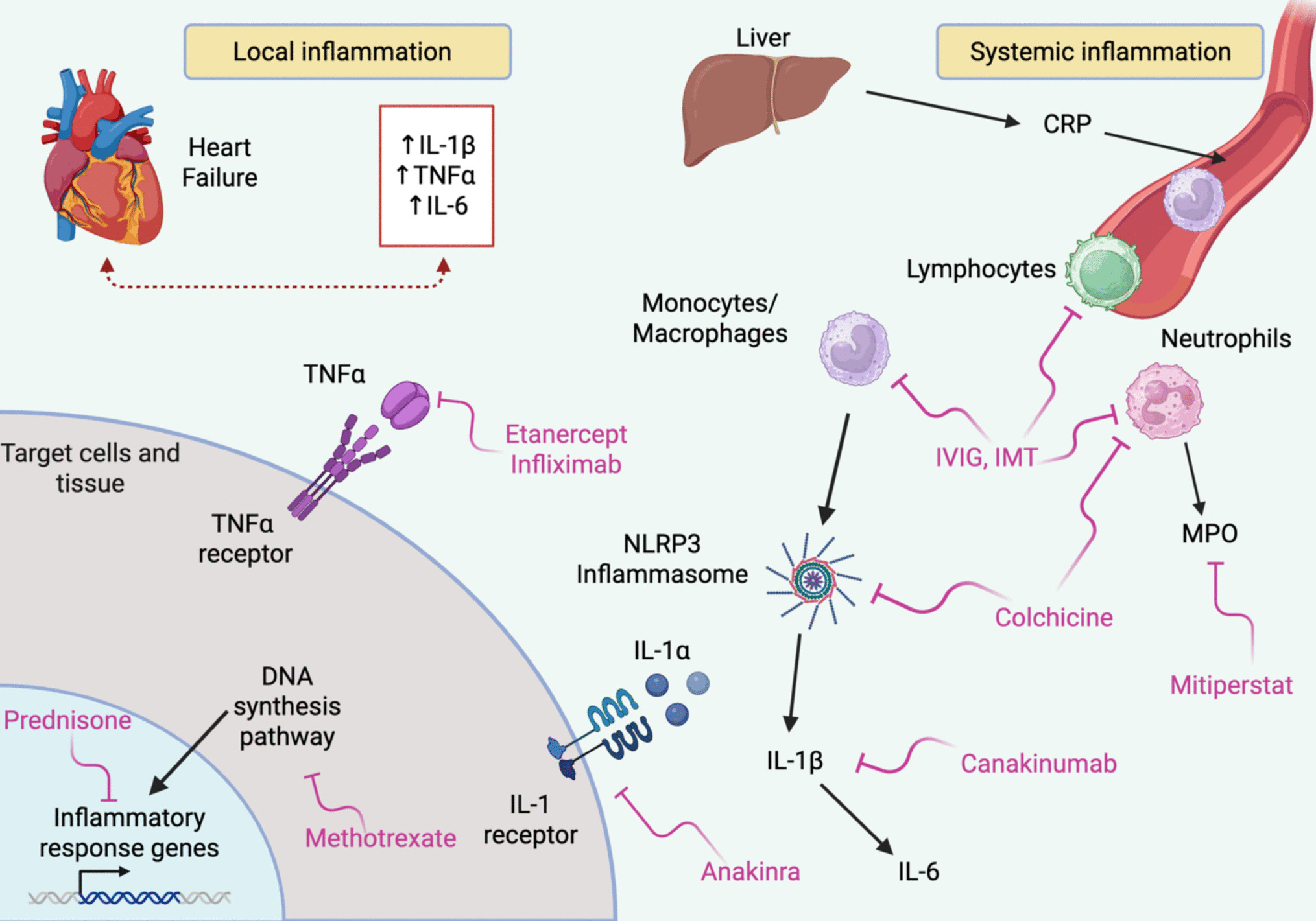 Targeting inflammation in heart failure: evolving insights and future directions from randomized clinical trials