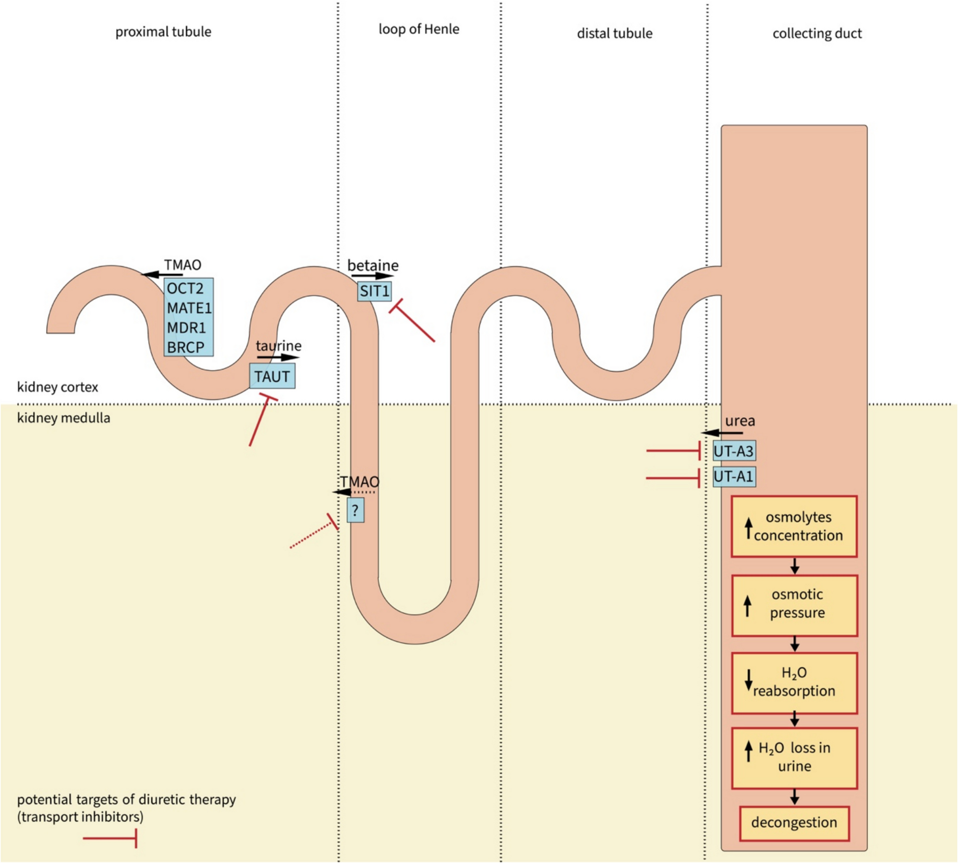 Urea, TMAO, betaine and other osmolytes as endogenous diuretics in heart failure and hypertension