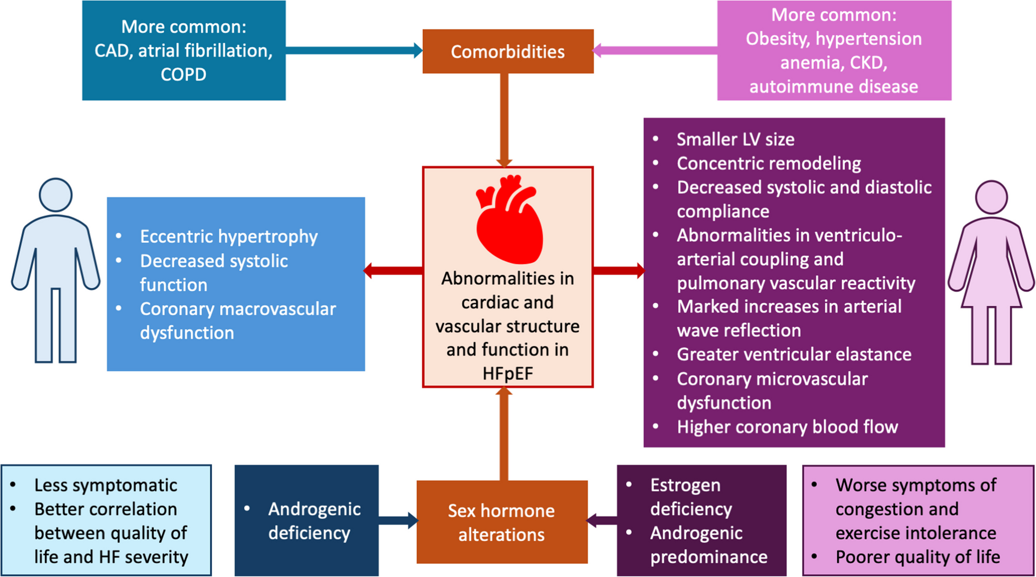 Sex differences in the presentation, pathophysiology, and prognosis of heart failure with preserved ejection fraction
