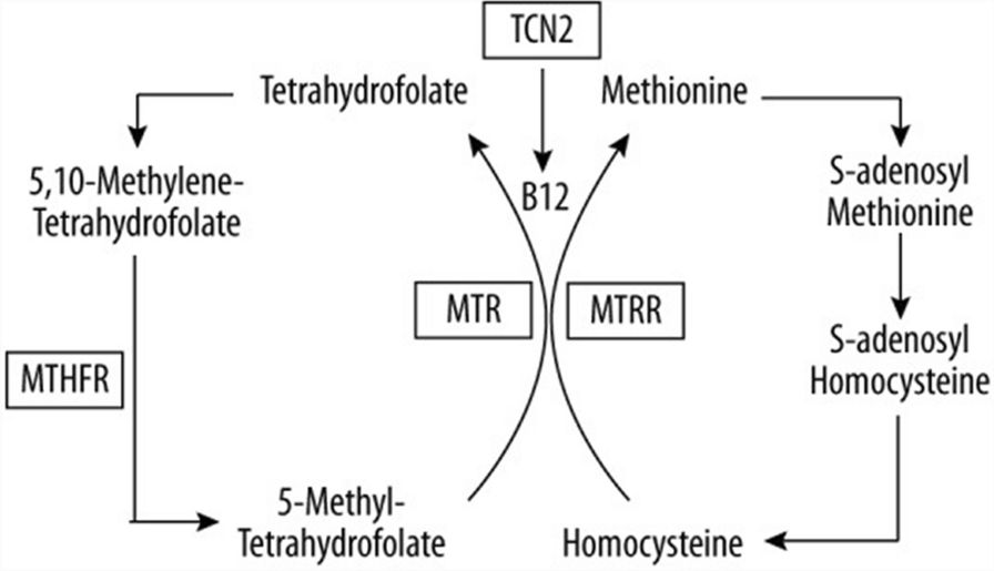 MTRR gene polymorphisms among Egyptian children with acyanotic congenital heart diseases: a case–control study