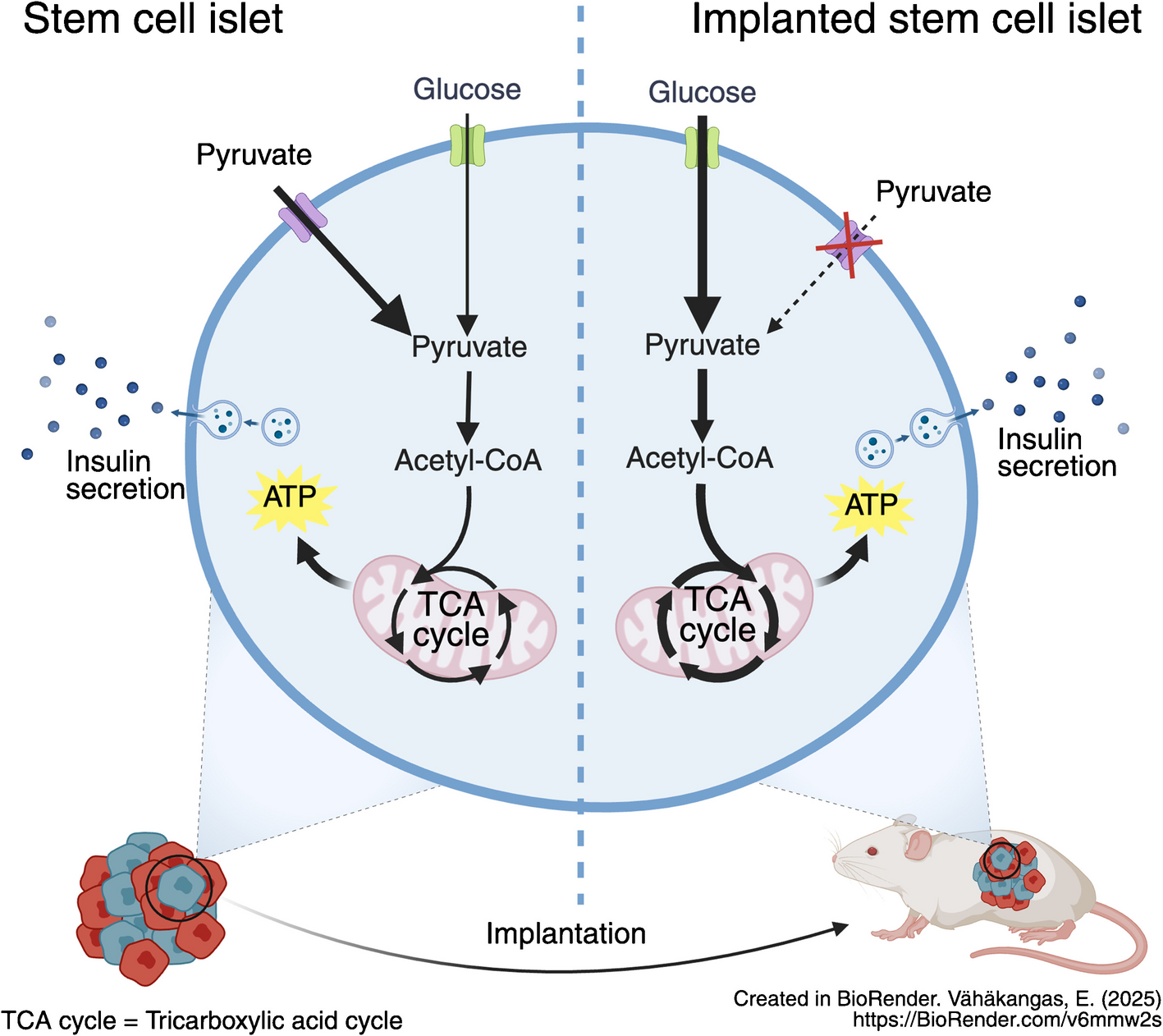 Stem-cell-derived beta cells mature metabolically upon murine engraftment