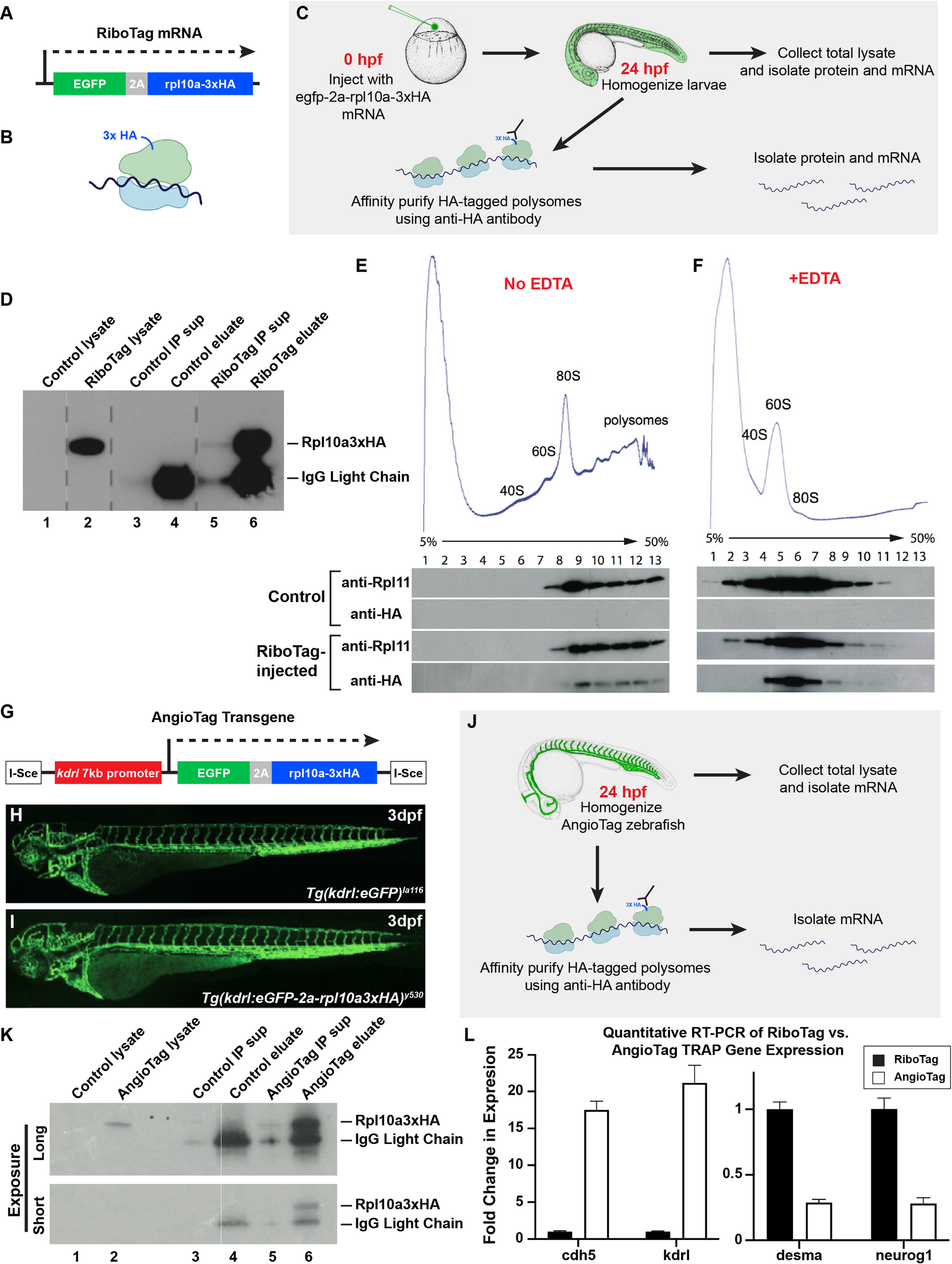 In vivo profiling of the endothelium using ‘AngioTag’ zebrafish