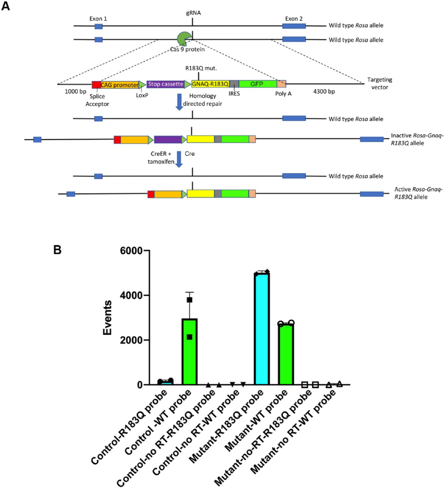 An endothelial specific mouse model for the capillary malformation mutation  p.R183Q
