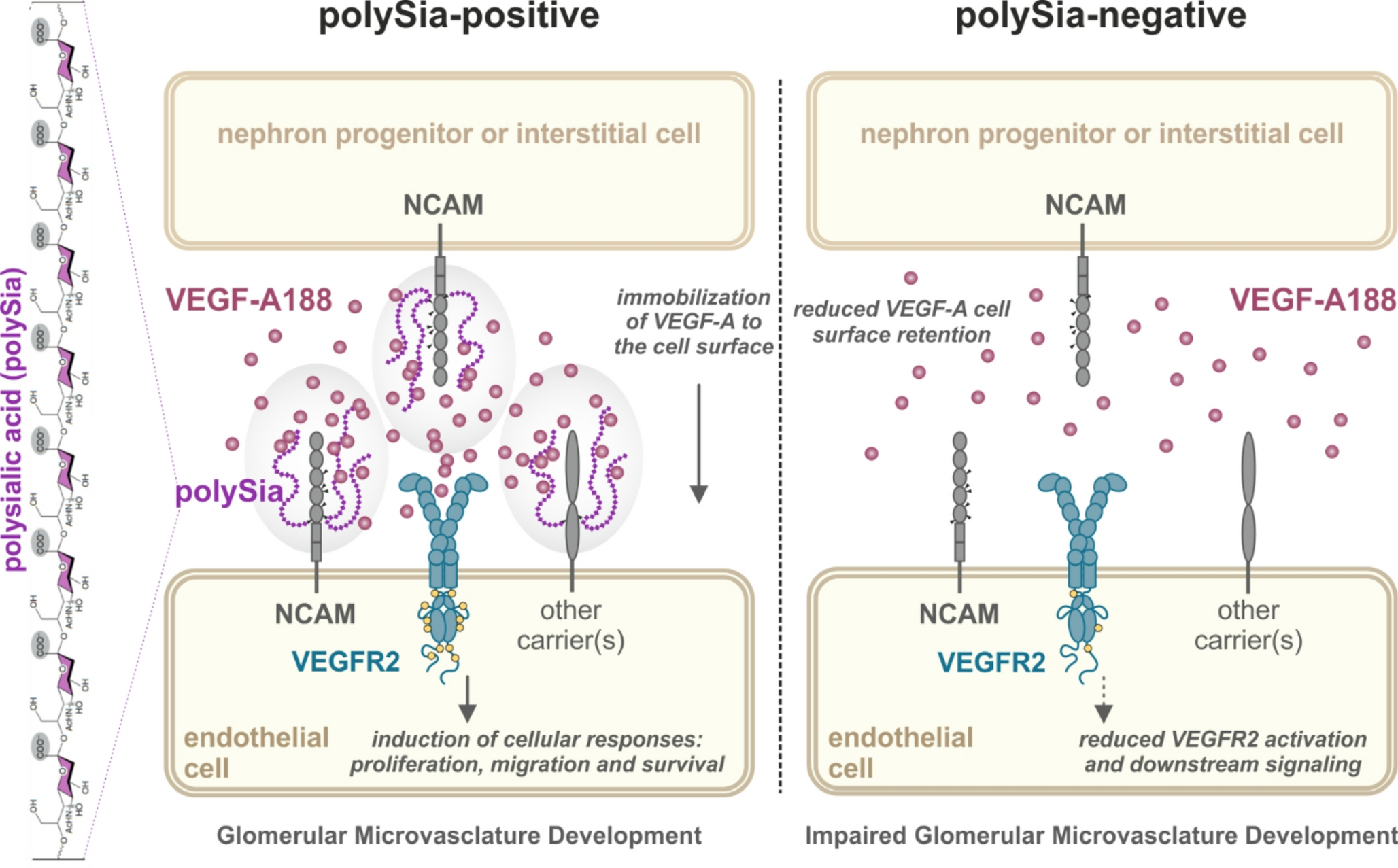 Polysialic acid regulates glomerular microvasculature formation by interaction with VEGF-A188 in mice