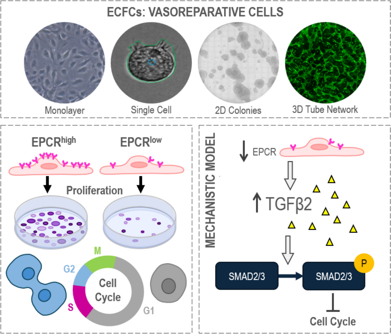 Human endothelial colony forming cells (ECFCs) require endothelial protein C receptor (EPCR) for cell cycle progression and angiogenic activity