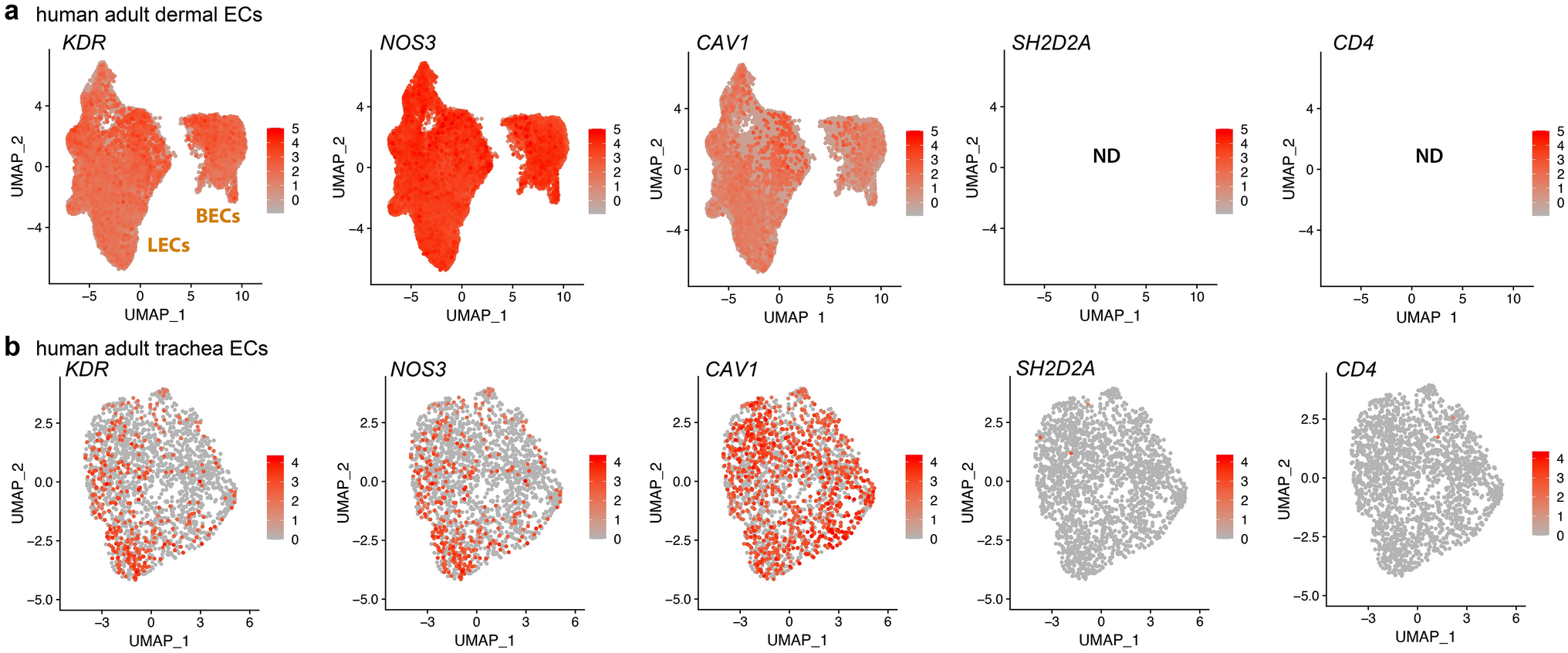 Endothelial transcriptomic, epigenomic and proteomic data challenge the proposed role for TSAd in vascular permeability