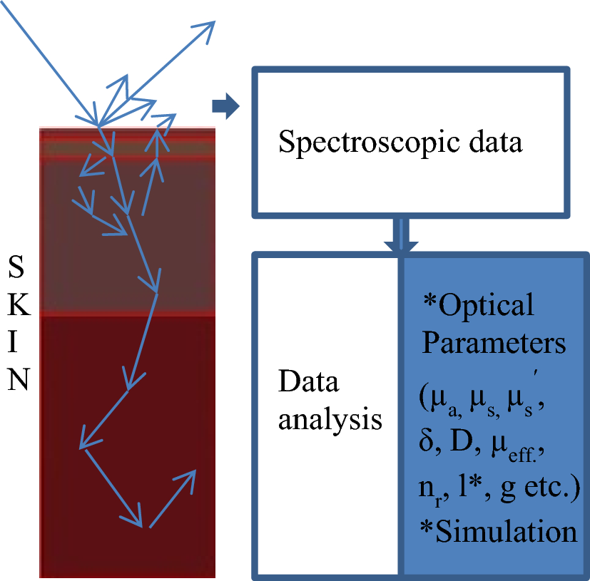 Evaluation of optical properties of human forearm skin tissue in the wavelength range of 250 to 2500 nm