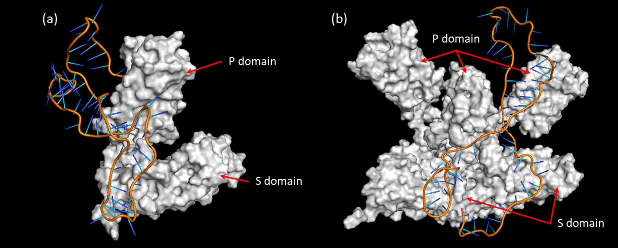 Molecular dynamics simulations reveal mechanistic insights into aptamer-induced structural rearrangements in viral capsid proteins