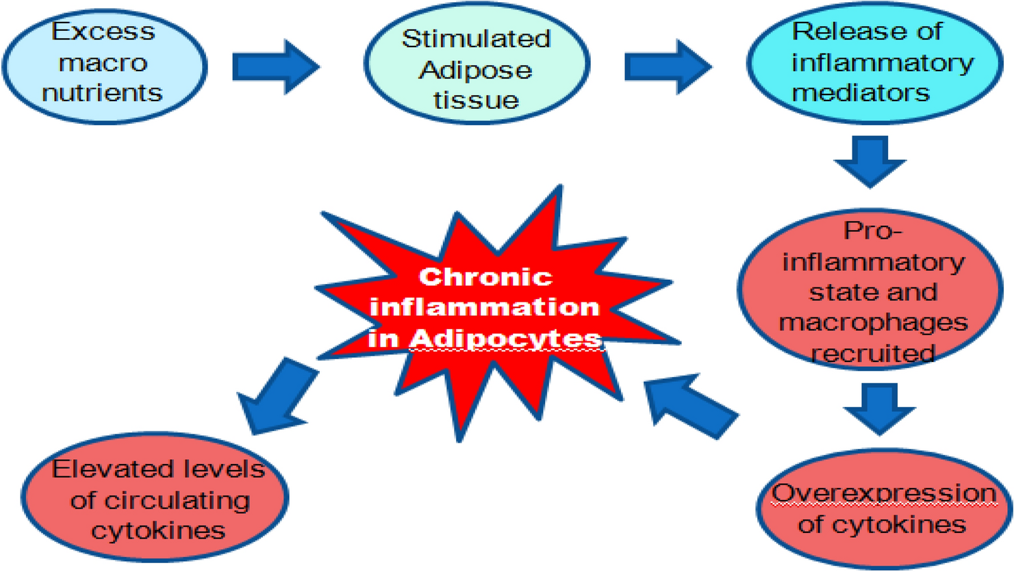 Therapeutic potency of a developed optimized polyherbal formulation in ameliorating obesity induced inflammation and oxidative stress in Swiss albino mice by targeting PPARγ, insulin receptor and AMPK signalling pathway